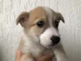 Cachorro raça SRD  idade Abaixo de 2 meses nome Sem Nome