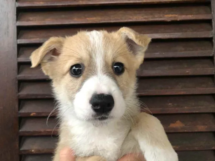 Cachorro raça SRD  idade Abaixo de 2 meses nome Sem Nome
