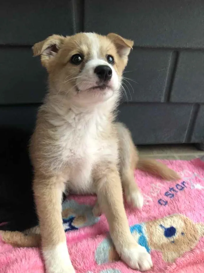 Cachorro raça SRD  idade Abaixo de 2 meses nome Sem Nome