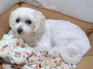 Cachorro raça POODLE idade 2 anos nome MARIA AUGUSTA GRATIFICA