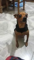 Cachorro raça SRD idade 4 anos nome Belinha