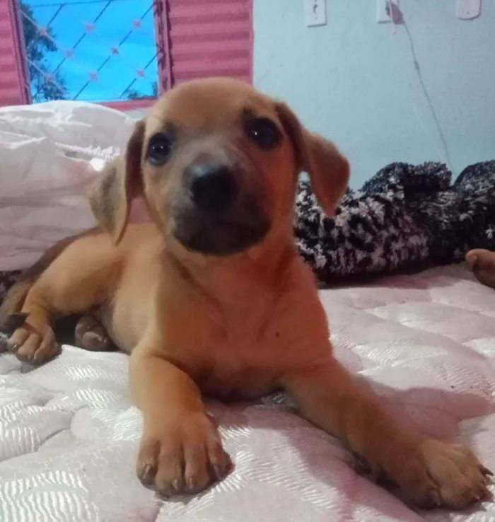 Cachorro raça  idade Abaixo de 2 meses nome Sem nome