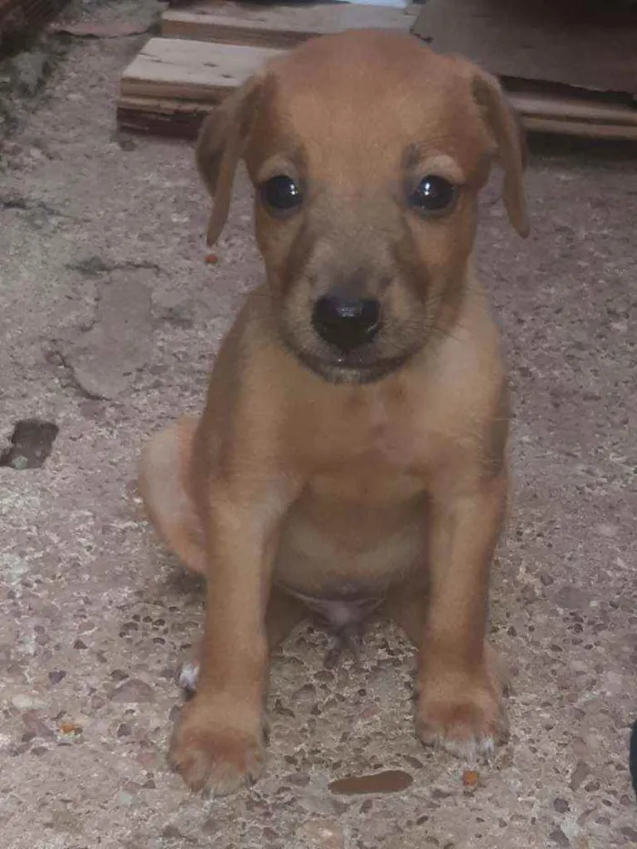 Cachorro ra a Vira lata idade Abaixo de 2 meses nome Filhotes 