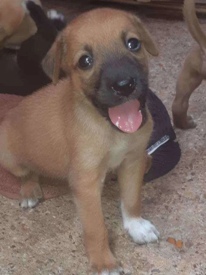 Cachorro ra a Vira lata idade Abaixo de 2 meses nome Filhotes 