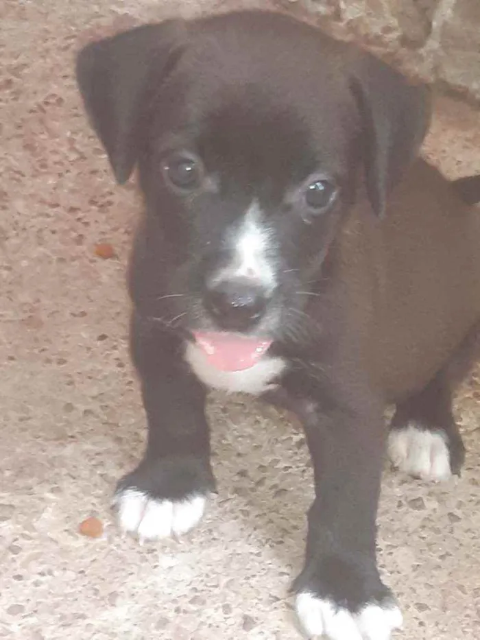 Cachorro ra a Vira lata idade Abaixo de 2 meses nome Filhotes 