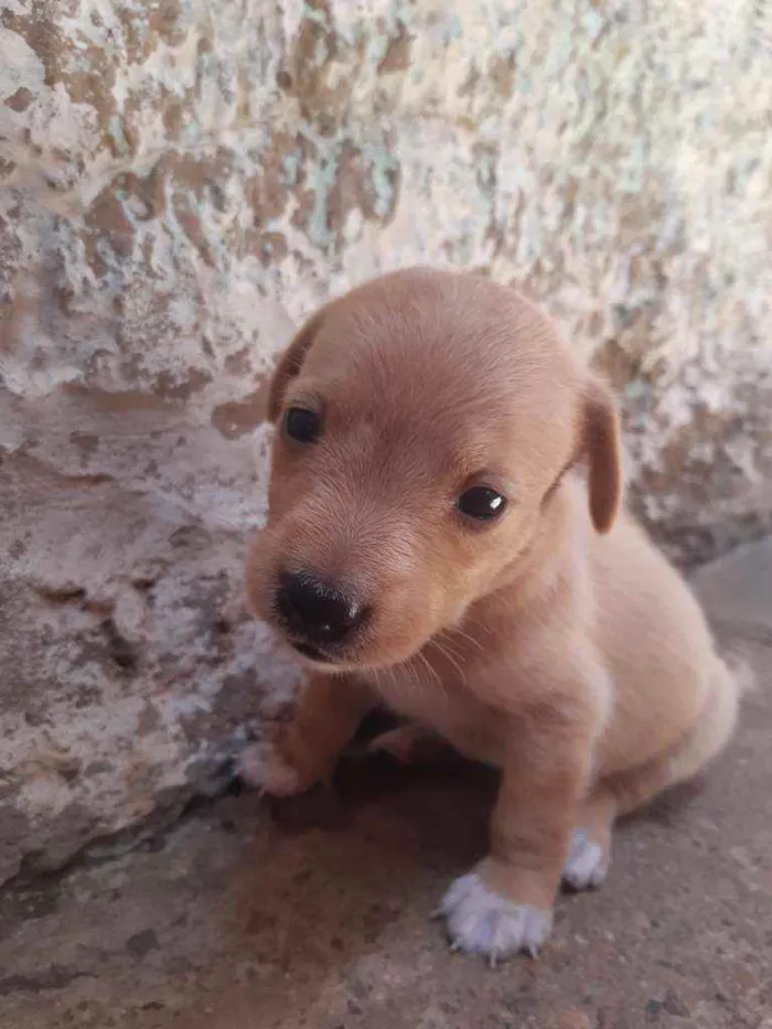 Cachorro ra a Vira lata idade Abaixo de 2 meses nome Filhotes 