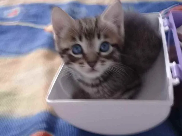 Gato ra a  idade 2 a 6 meses nome Sem nomes ainda