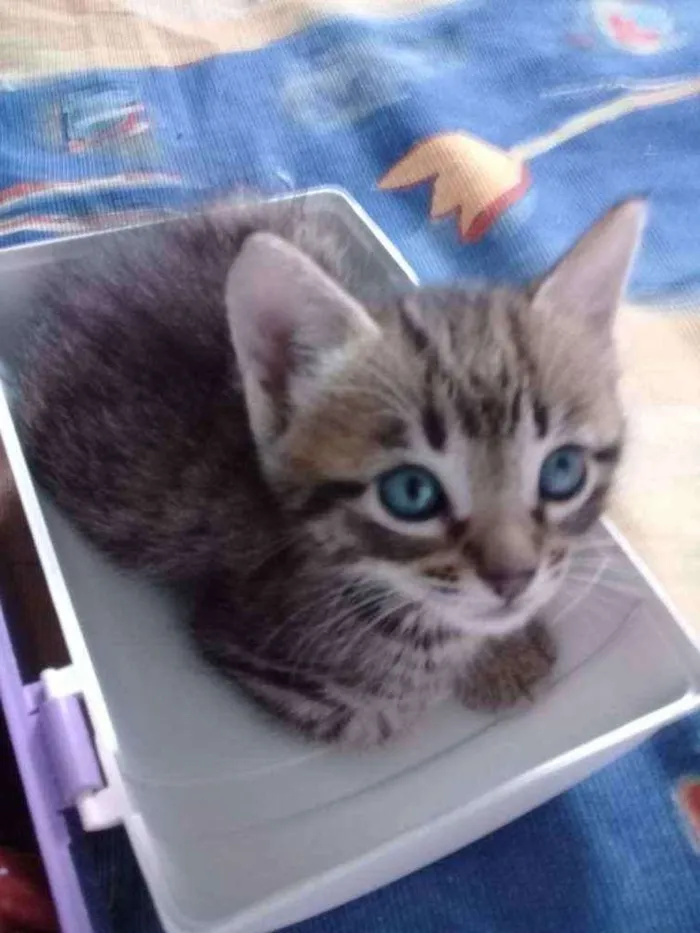 Gato ra a  idade 2 a 6 meses nome Sem nomes ainda