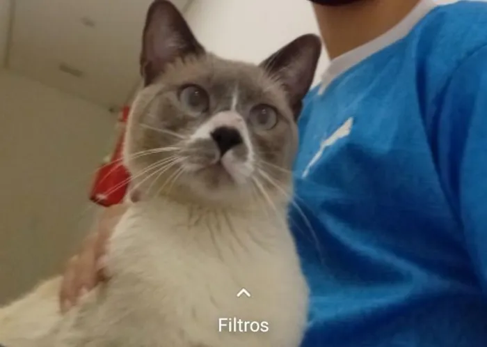 Gato ra a SRD-ViraLata idade 1 ano nome Luke