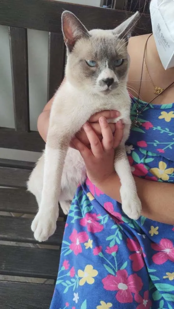 Gato ra a SRD-ViraLata idade 1 ano nome Luke