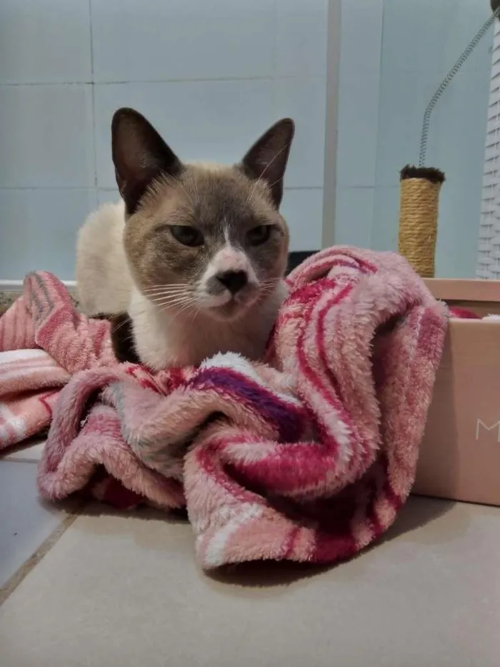 Gato ra a SRD-ViraLata idade 1 ano nome Luke