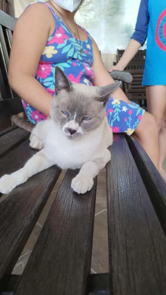 Gato ra a SRD-ViraLata idade 1 ano nome Luke