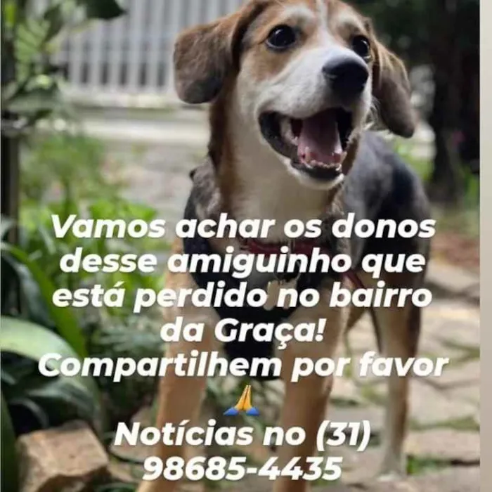 Cachorro ra a  idade  nome Não sei