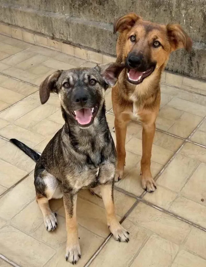 Cachorro ra a Srd idade 2 a 6 meses nome Caetano e Bethânia 