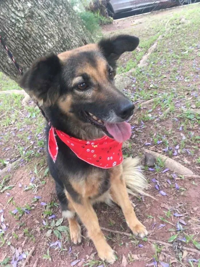 Cachorro raça Srd idade 2 anos nome Tequila