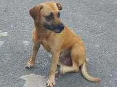 Cachorro raça Sem raça definida  idade 2 anos nome Amarela