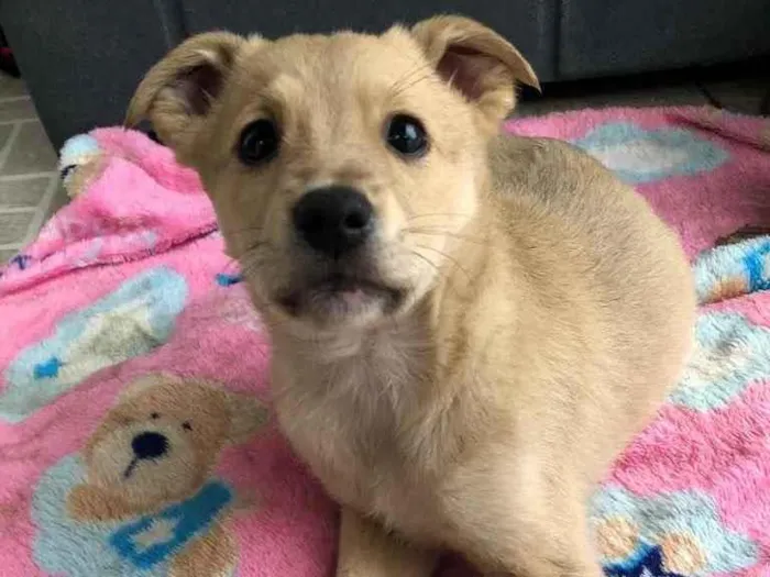 Cachorro raça SRD  idade Abaixo de 2 meses nome Sem Nome