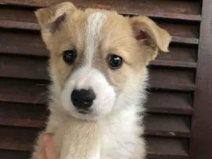 Cachorro raça SRD  idade Abaixo de 2 meses nome Sem Nome
