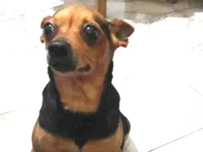 Cachorro raça SRD idade 4 anos nome Belinha