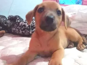 Cachorro raça  idade Abaixo de 2 meses nome Sem nome