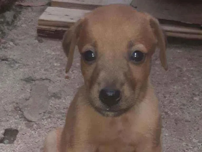 Cachorro ra a Vira lata idade Abaixo de 2 meses nome Filhotes 