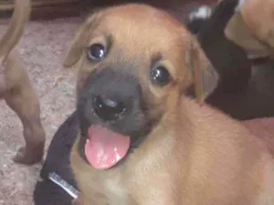 Cachorro raça Vira lata idade Abaixo de 2 meses nome Filhotes 