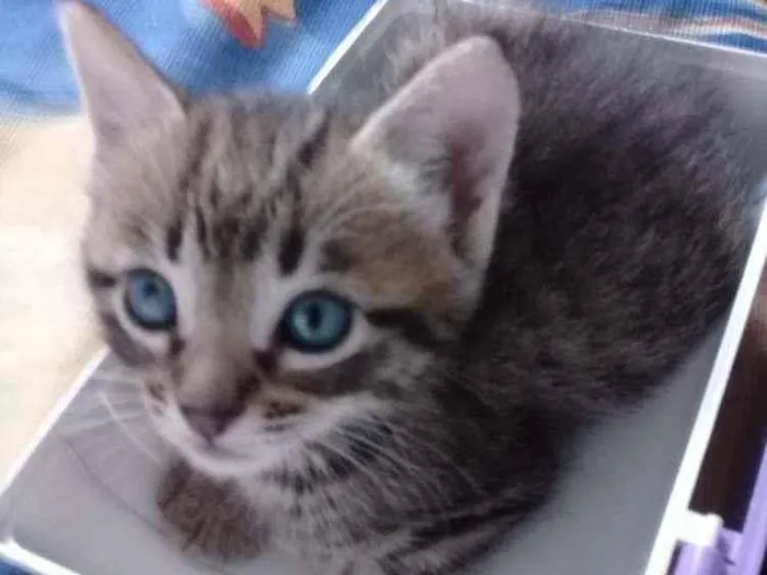 Gato ra a  idade 2 a 6 meses nome Sem nomes ainda