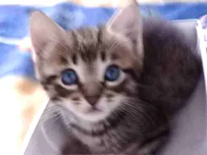Gato raça  idade 2 a 6 meses nome Sem nomes ainda
