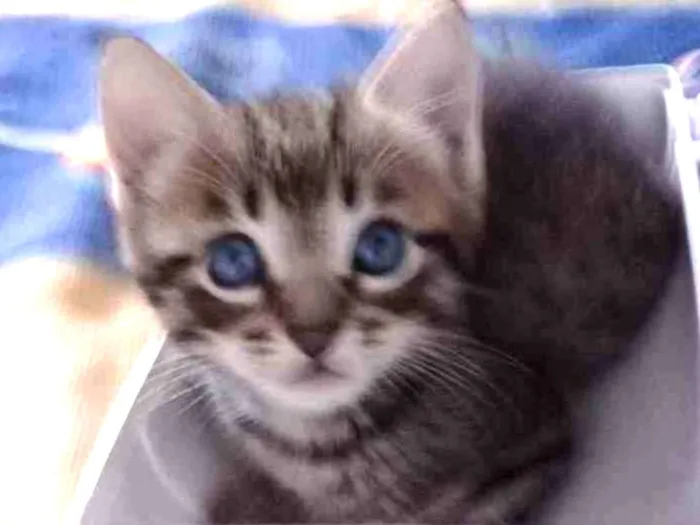 Gato ra a  idade 2 a 6 meses nome Sem nomes ainda
