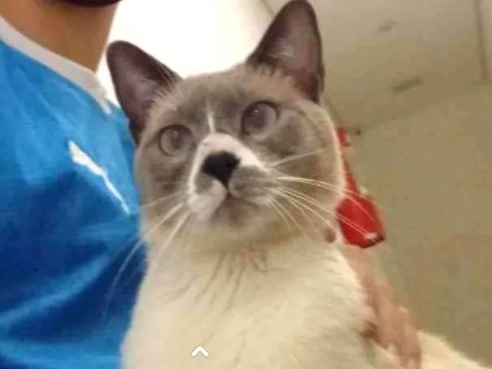 Gato ra a SRD-ViraLata idade 1 ano nome Luke