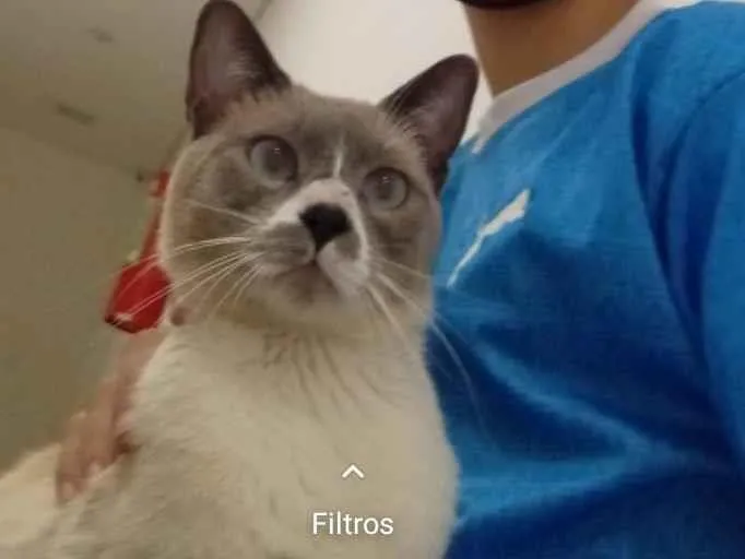 Gato ra a SRD-ViraLata idade 1 ano nome Luke