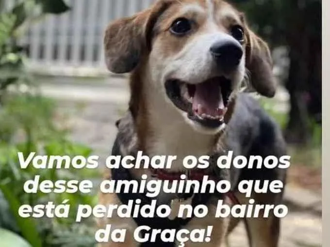 Cachorro ra a  idade  nome Não sei