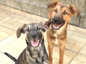 Cachorro raça Srd idade 2 a 6 meses nome Caetano e Bethânia 