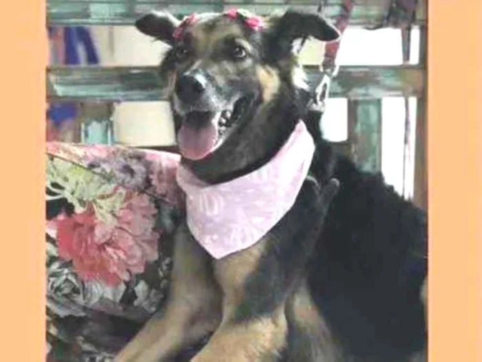 Cachorro raça Srd idade 2 anos nome Tequila