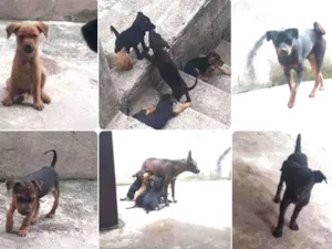 Cachorro raça Rottweiler com pitbull viralat idade Abaixo de 2 meses nome Cachorros