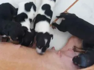 Cachorro raça sem raça definida idade Abaixo de 2 meses nome Filhotes 