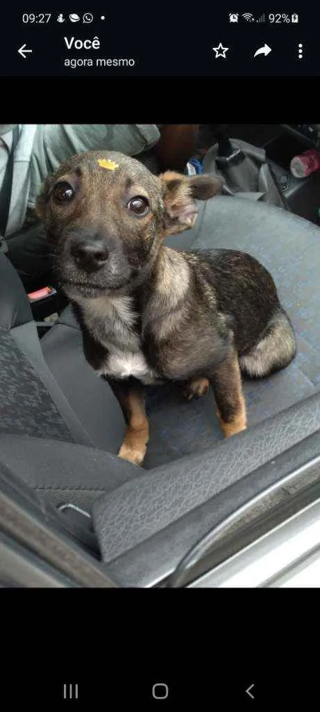 Cachorro raça SRD idade 2 a 6 meses nome Sabrina