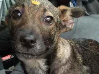 Cachorro raça SRD idade 2 a 6 meses nome Sabrina