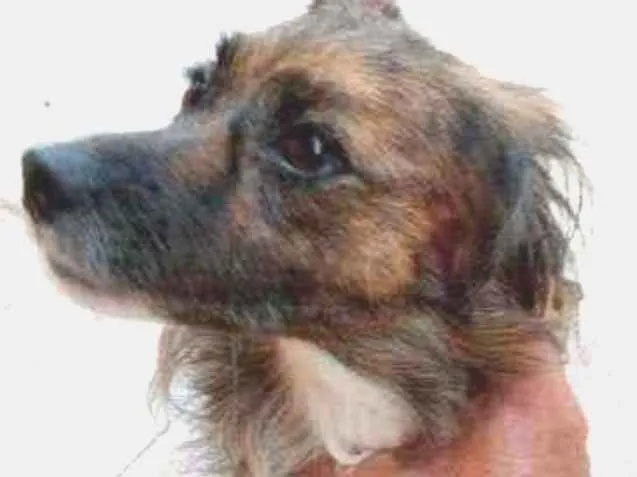 Cachorro ra a Vira Lata idade 5 anos nome LILI