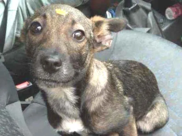 Cachorro raça SRD idade 2 a 6 meses nome Sabrina