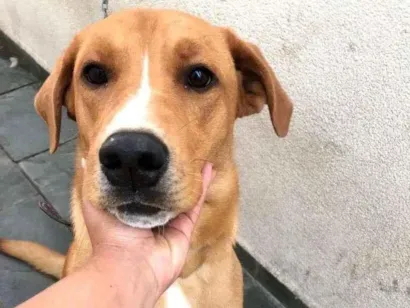 Cachorro raça Mistura de Labrador com Vira-l idade 1 ano nome Ivy