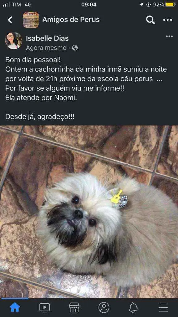 Cachorro ra a Shitzu idade 2 a 6 meses nome Naomi