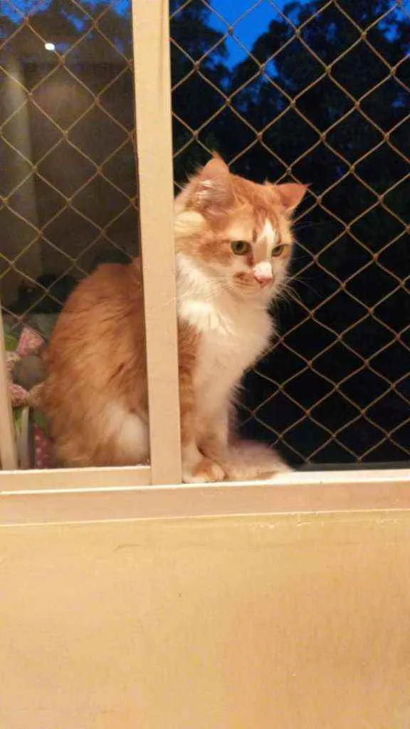 Gato ra a Amarelo idade Abaixo de 2 meses nome GATINHO
