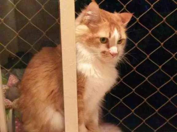 Gato ra a Amarelo idade Abaixo de 2 meses nome GATINHO