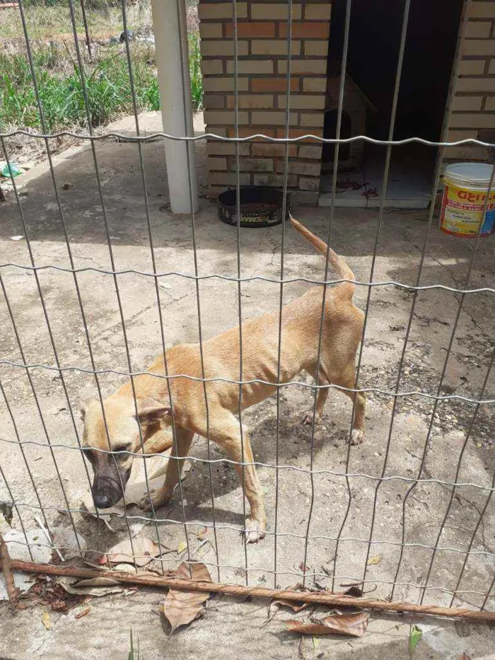 Cachorro raça SRD idade 7 a 11 meses nome Jade
