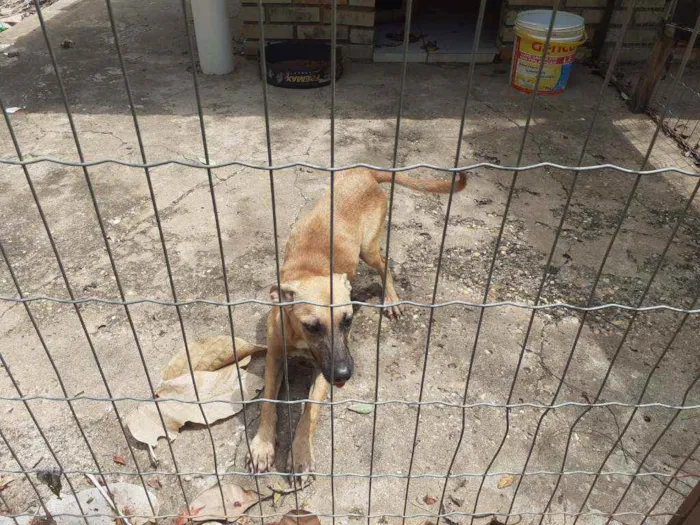 Cachorro raça SRD idade 7 a 11 meses nome Jade