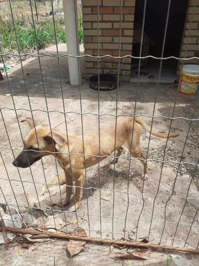 Cachorro raça SRD idade 7 a 11 meses nome Jade