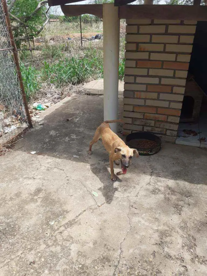 Cachorro raça SRD idade 7 a 11 meses nome Jade
