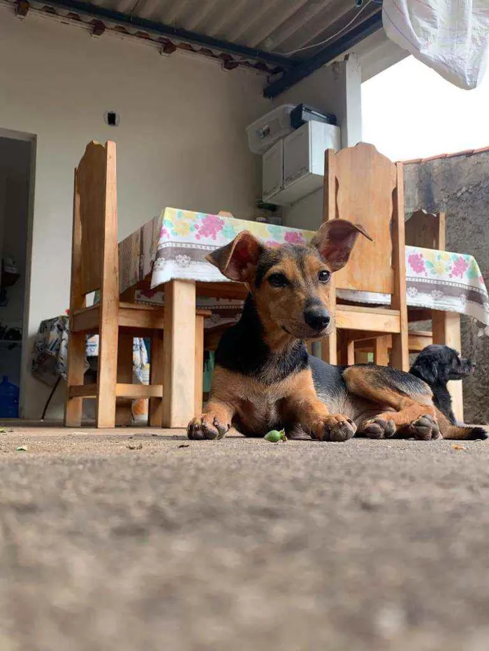 Cachorro raça SRD idade 7 a 11 meses nome Amelinha