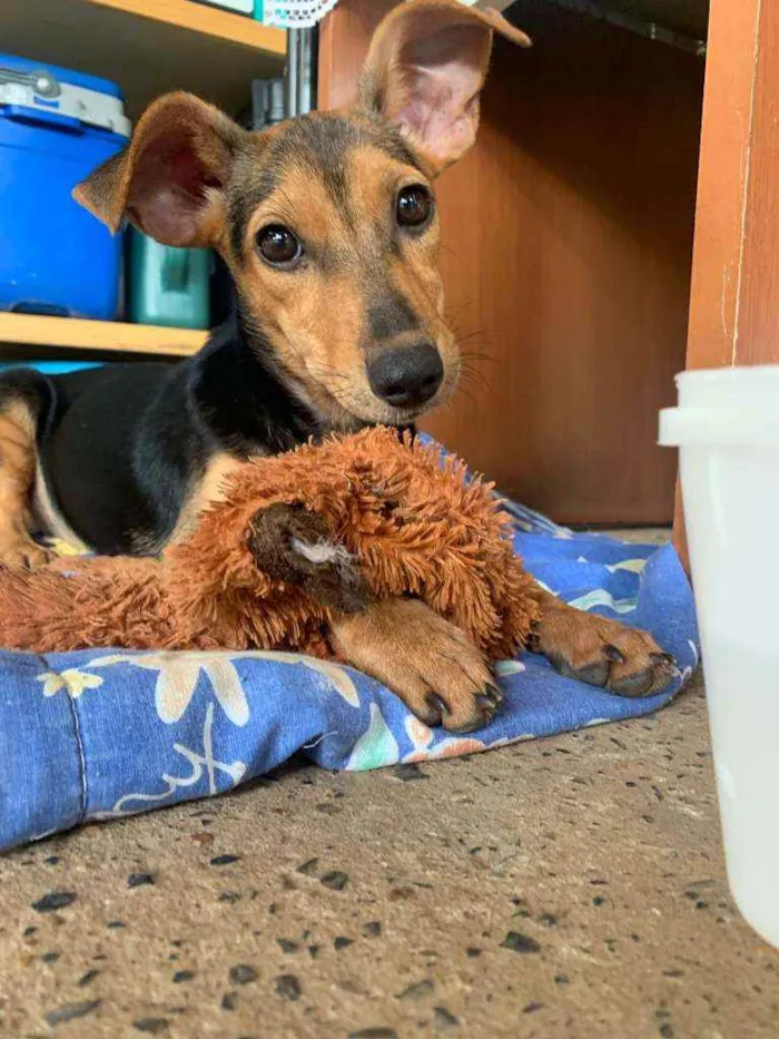 Cachorro raça SRD idade 7 a 11 meses nome Amelinha